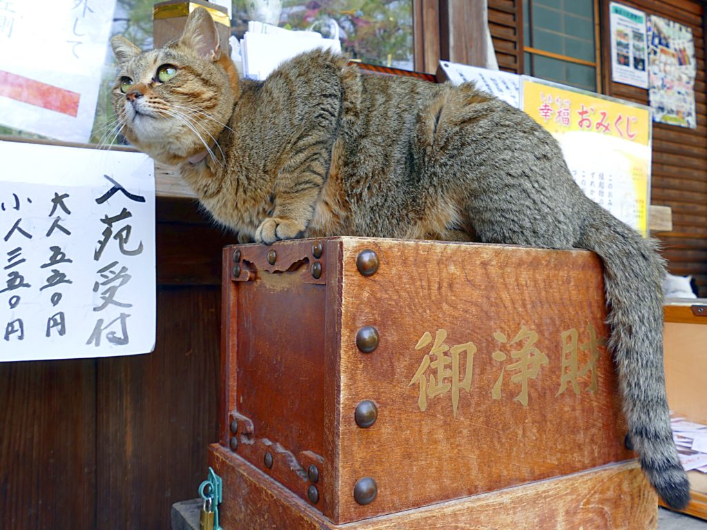 京都貓咪神社