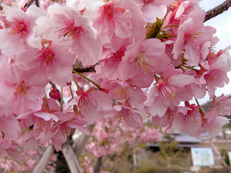 21年の早春にお花見 京都での早咲き河津桜まとめ グルメライターのメモ帳の中味