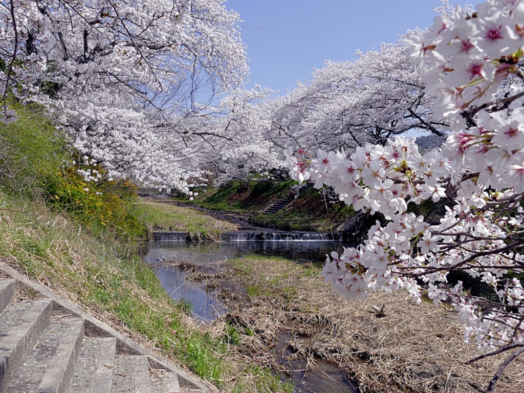 旅するグルメライターが毎年見る桜 井手町の玉川堤が京都桜1位 グルメライターのメモ帳の中味
